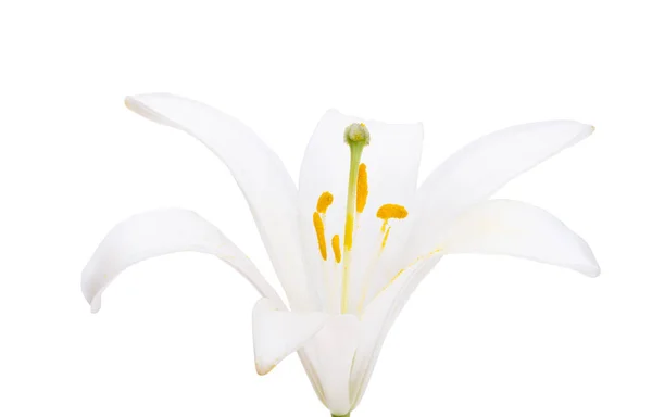 Weiße Lilie Isoliert Auf Weißem Hintergrund — Stockfoto