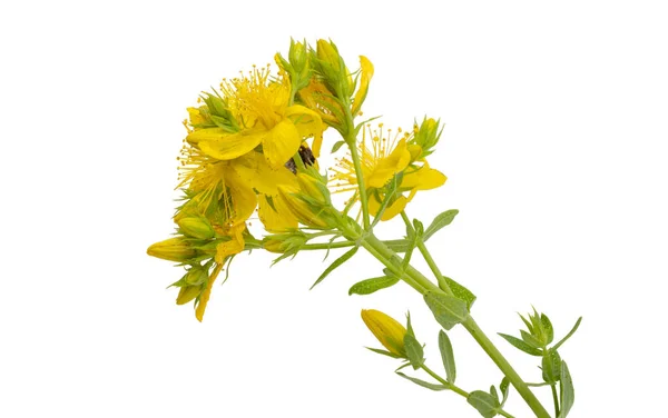 Hypericum Blommor Isolerad Vit Bakgrund — Stockfoto