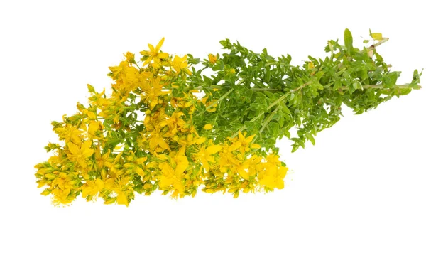 Hypericum Blüten Isoliert Auf Weißem Hintergrund — Stockfoto