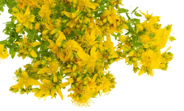 Hypericum Blüten Isoliert Auf Weißem Hintergrund — Stockfoto