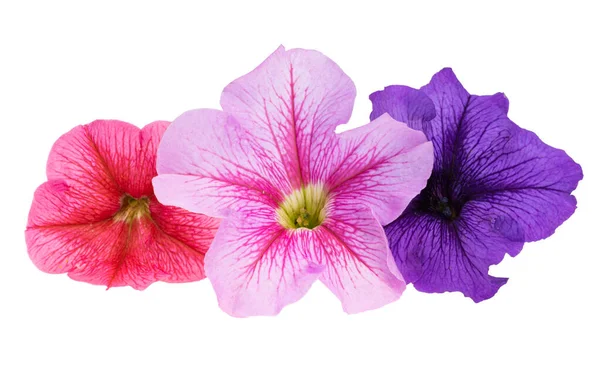 Petunia Fiore Isolato Sfondo Bianco — Foto Stock