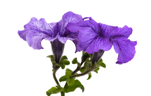 Petunia Blomma Isolerad Vit Bakgrund — Stockfoto