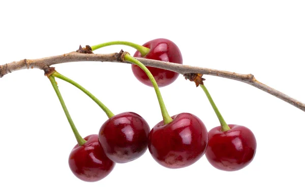 Cherry Isolated White Background — Stock Photo, Image