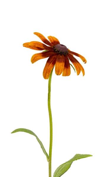 Rudbeckia Hirta Beyaz Arkaplanda Izole Edildi — Stok fotoğraf