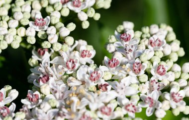 beyaz küçük çiçeklerin arkaplanı makro
