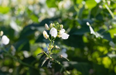 Yazın tarlada büyüyen fasulyeler.