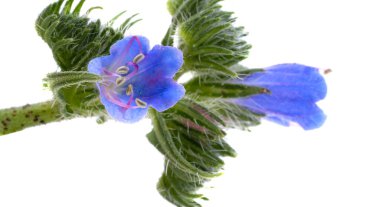 Beyaz arkaplanda izole edilmiş mavi çayır çiçeği