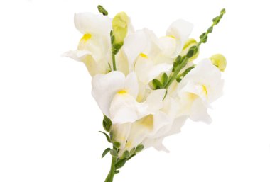 beyaz arka plan üzerinde izole snapdragon