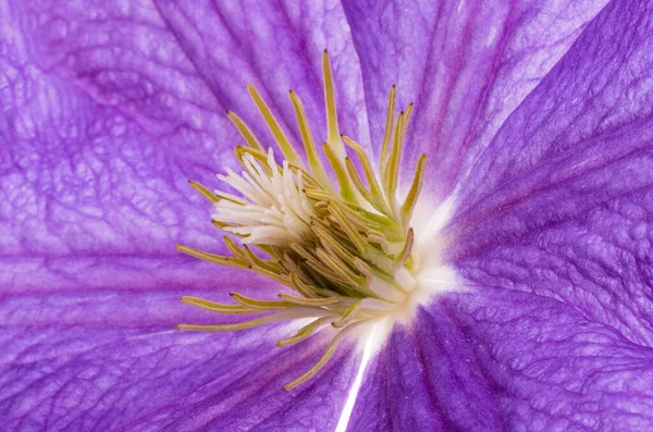 Background Clematis Flower Close Macro — Stock Photo, Image