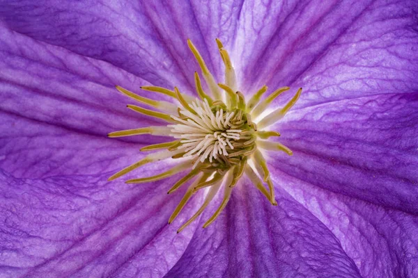 Klematis Çiçeğinin Arka Planı Makroyu Kapat — Stok fotoğraf