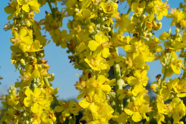 Gelbe Wiesenblumen Wachsen Sommer — Stockfoto
