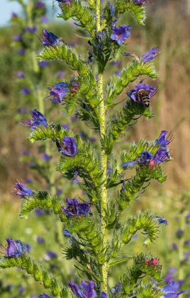 牧草地に咲く蜂蜜の花 — ストック写真