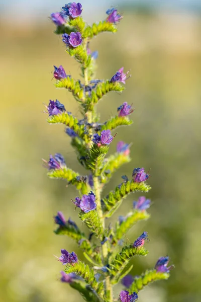 Honey Flowers Meadow — Stock Photo, Image