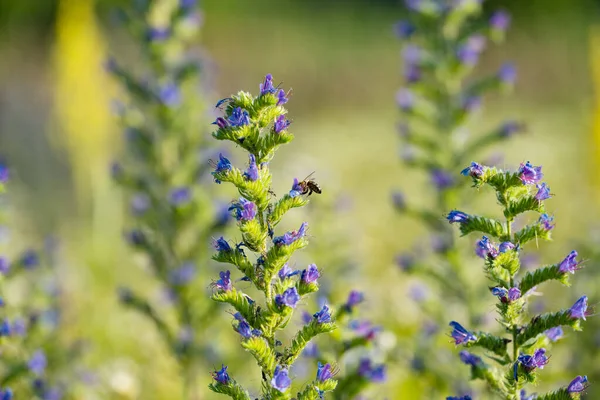 草地上的蜂蜜花 — 图库照片