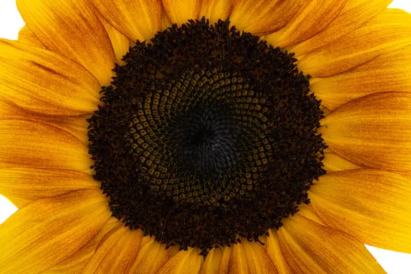 Slunečnice Květiny Izolované Bílém Pozadí — Stock fotografie