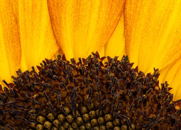 Background Sunflower Flower Close Macro — Stockfoto