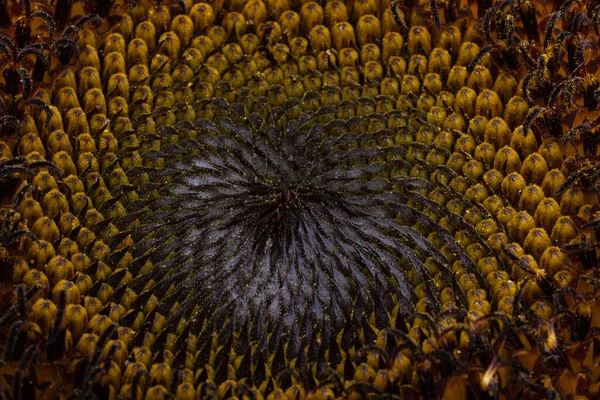 Tło Słonecznika Kwiat Zbliżenie Makro — Zdjęcie stockowe