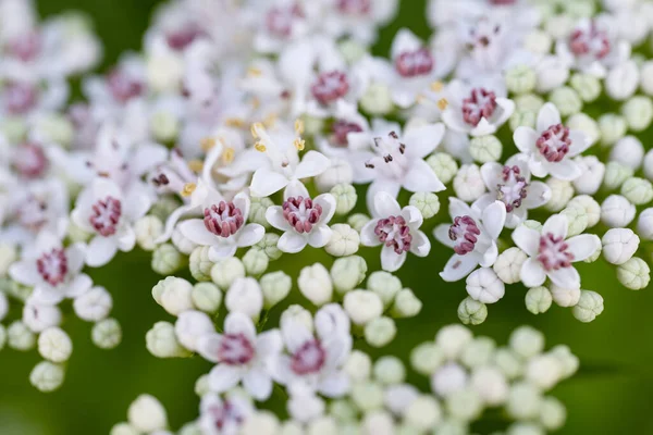 Fundo Flores Brancas Pequenas Macro — Fotografia de Stock