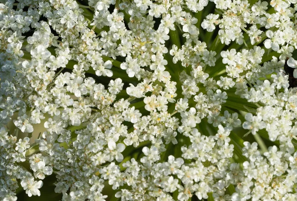 Φόντο Από Λευκά Μικρά Λουλούδια Μακροεντολή — Φωτογραφία Αρχείου