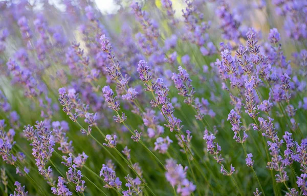 Цвітіння Лаванди Росте Клумбі Влітку — стокове фото