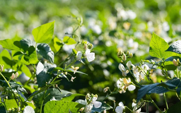 Bloeiende Bonen Groeien Het Veld Zomer — Stockfoto