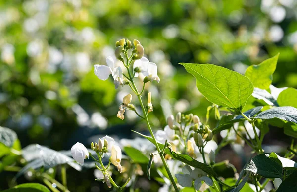Blooming Beans Growing Field Summer — Stock Photo, Image