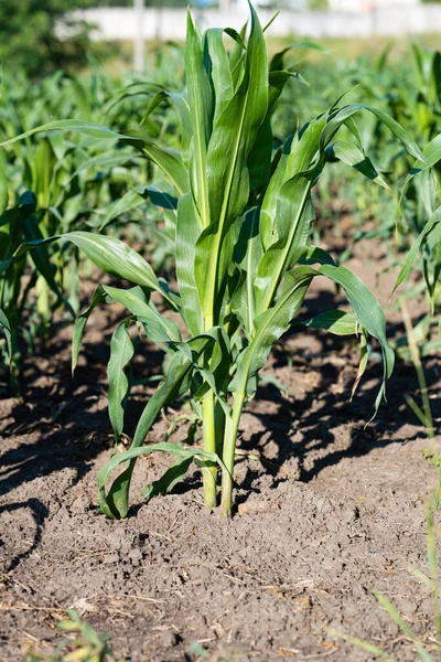 Corn Growing Field Summer — Stock Photo, Image