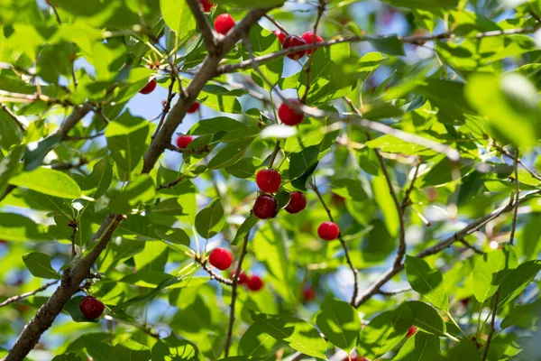 cherry tree growing on a tree in summer