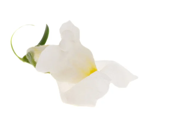 Snapdragon Isolated White Background — Stock Photo, Image