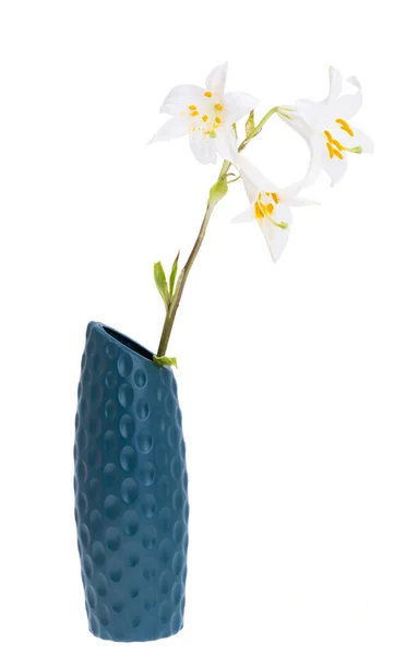 Vaso Con Fiori Isolati Sfondo Bianco — Foto Stock