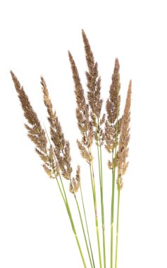 Dekoratif çimenler beyaz arkaplanda izole