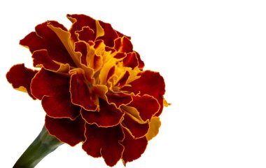Marigold beyaz arkaplanda izole edildi