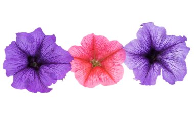 Güzel petunya çiçeği beyaz arka planda izole edilmiş
