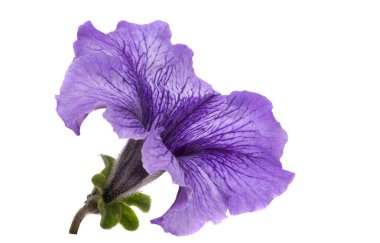 Güzel petunya çiçeği beyaz arka planda izole edilmiş