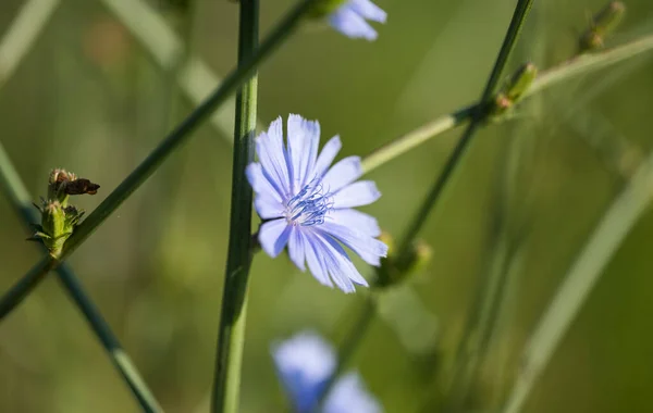 Cikoria Blomma Ängen Sommaren — Stockfoto