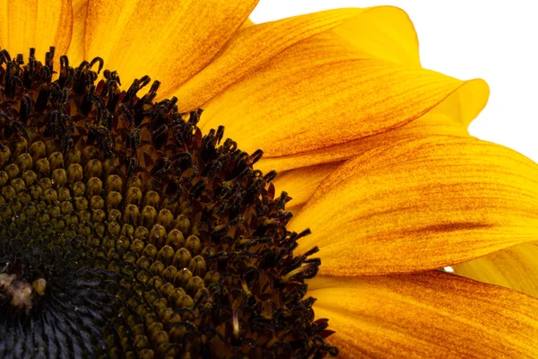 Sonnenblume Nahaufnahme Isoliert Auf Weißem Hintergrund — Stockfoto