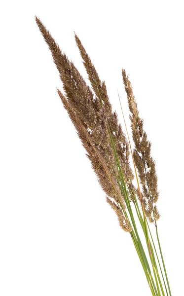 Decorative Grass Isolated White Background — Stock Photo, Image