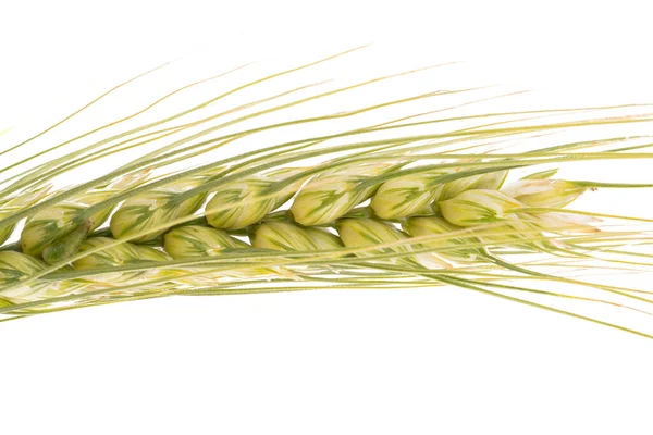 Hřeb Pšenice Izolované Bílém Pozadí — Stock fotografie