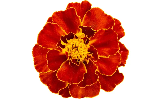 Marigold Isolerad Vit Bakgrund — Stockfoto