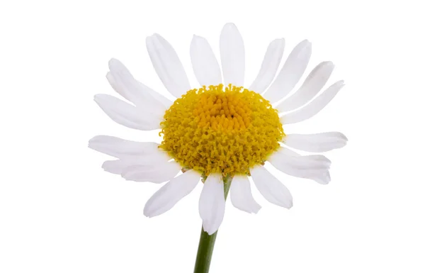 Chamomile Flower Isolated White Background — Stock Photo, Image