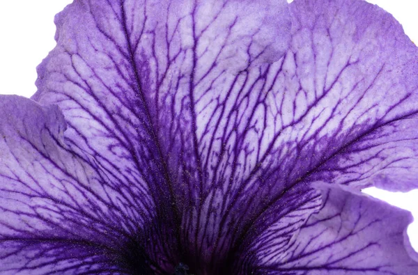 Beautiful Petunia Flower Isolated White Background — Stock Photo, Image