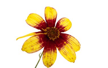Beyaz arkaplanda coreopsis tinctoria