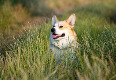 Yazın çayırda çiğnenmiş bir korginin portresi