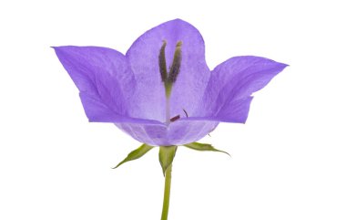 beyaz arkaplanda izole edilmiş platycodon çiçeği