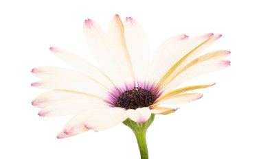 Osteosperumum Çiçek Papatyası Beyaz Arkaplanda izole edildi. Makro Yakın Çekim