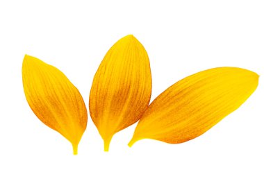 Beyaz arka plan üzerinde izole ayçiçeği yaprakları