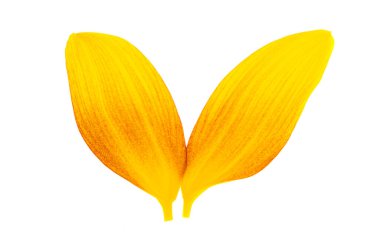 Beyaz arka plan üzerinde izole ayçiçeği yaprakları