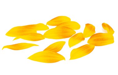 Beyaz arka plan üzerinde izole ayçiçeği yaprakları