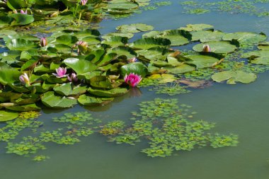 Nilüferler yazın gölette büyürler.