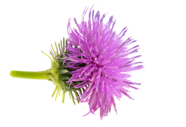 Burdock Flower Isolated White Background — Stock Photo, Image